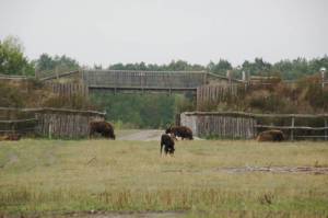 Schaugehege (2010) Schaugehege Döberitzer Heide, Elstal