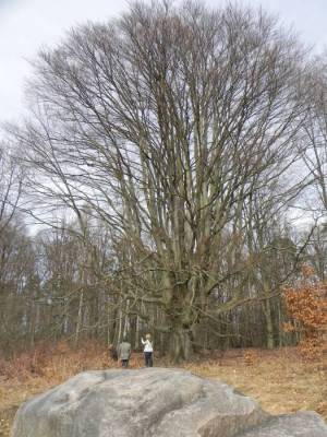 Silkebuche (2011) Silkebuche, Groß Schönebeck